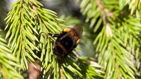 Volucelle, abeille charpentière ou faux bourdon : savez-vous les reconnaître ?