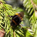 Volucelle, abeille charpentière ou faux bourdon : savez-vous les reconnaître ?